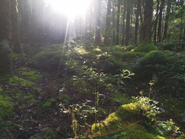 Yamakara屋久島に投稿された画像（2021/9/12）