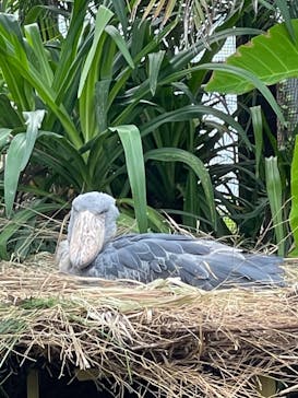 神戸どうぶつ王国に投稿された画像（2021/9/12）
