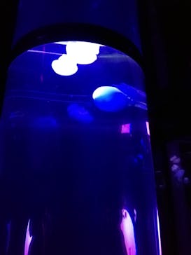 サンシャイン水族館に投稿された画像（2021/9/12）