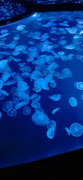 すみだ水族館に投稿された画像（2021/9/12）