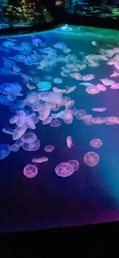 すみだ水族館に投稿された画像（2021/9/12）