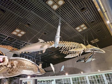 国立科学博物館に投稿された画像（2021/9/12）