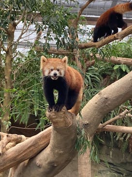 神戸どうぶつ王国に投稿された画像（2021/9/12）