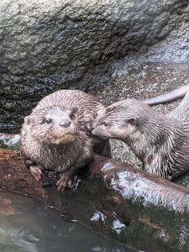 神戸どうぶつ王国に投稿された画像（2021/9/12）