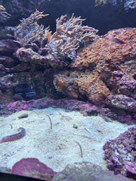 サンシャイン水族館に投稿された画像（2021/9/12）