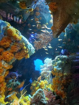 サンシャイン水族館に投稿された画像（2021/9/12）