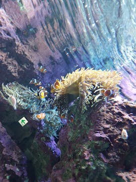 サンシャイン水族館に投稿された画像（2021/9/12）