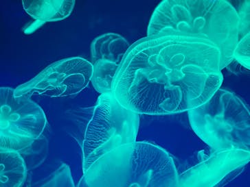 名古屋港水族館に投稿された画像（2021/9/12）