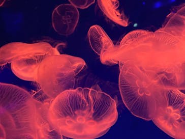 名古屋港水族館に投稿された画像（2021/9/12）