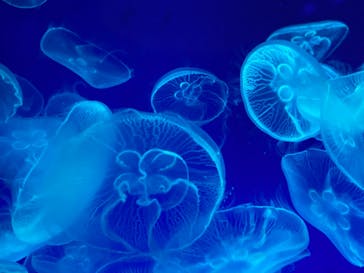 名古屋港水族館に投稿された画像（2021/9/12）