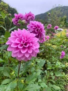 星の王子さまミュージアム 箱根サン=テグジュペリに投稿された画像（2021/9/12）