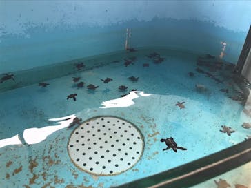 串本海中公園水族館に投稿された画像（2021/9/12）