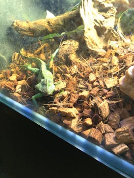 Moff animal world MARK IS みなとみらい店に投稿された画像（2021/9/13）