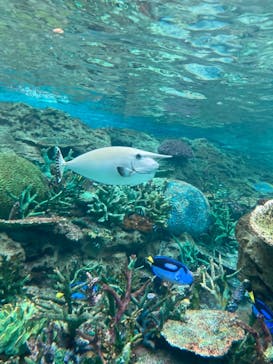 名古屋港水族館に投稿された画像（2021/9/13）