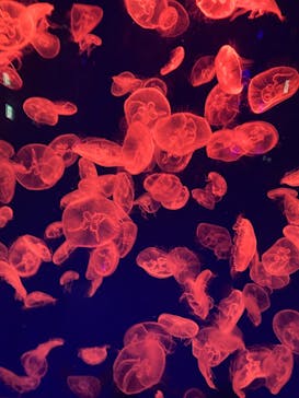 名古屋港水族館に投稿された画像（2021/9/13）