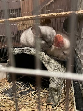 Moff animal world MARK IS みなとみらい店に投稿された画像（2021/9/13）