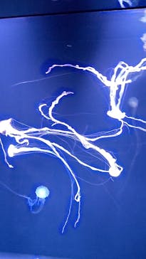 サンシャイン水族館に投稿された画像（2021/9/13）