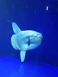 サンシャイン水族館に投稿された画像（2021/9/13）