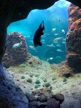 新江ノ島水族館に投稿された画像（2021/9/13）