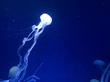 新江ノ島水族館に投稿された画像（2021/9/13）