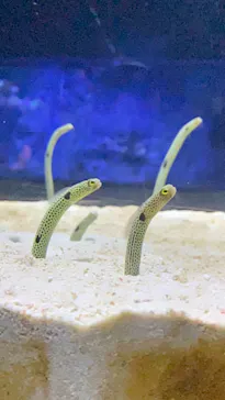 すみだ水族館に投稿された画像（2021/9/13）