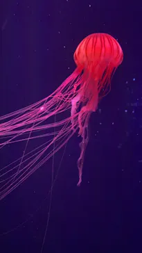 すみだ水族館に投稿された画像（2021/9/13）