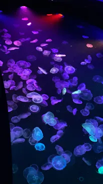 すみだ水族館に投稿された画像（2021/9/13）