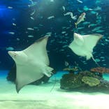 サンシャイン水族館に投稿された画像（2021/9/14）