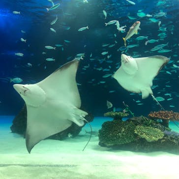 サンシャイン水族館に投稿された画像（2021/9/14）