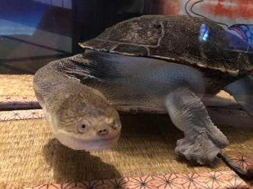 大分マリーンパレス水族館 「うみたまご」に投稿された画像（2021/9/14）