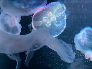 京都水族館に投稿された画像（2021/9/14）