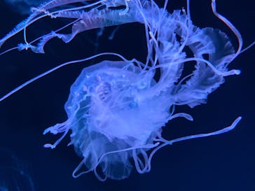 京都水族館に投稿された画像（2021/9/14）