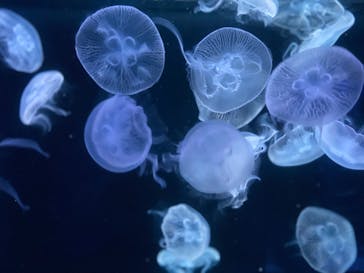 京都水族館に投稿された画像（2021/9/14）