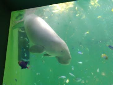 鳥羽水族館に投稿された画像（2021/9/14）