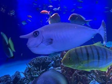 新江ノ島水族館に投稿された画像（2021/9/14）