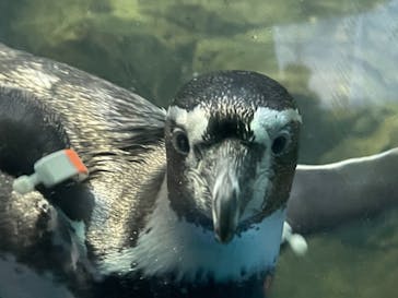 新江ノ島水族館に投稿された画像（2021/9/14）