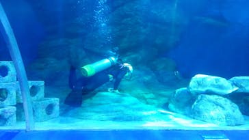 しながわ水族館に投稿された画像（2021/9/15）