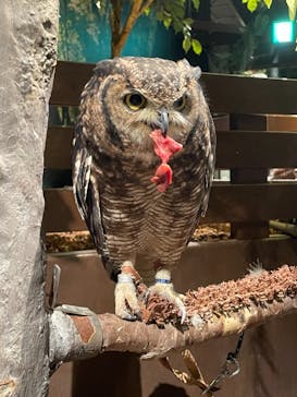 Moff animal world MARK IS みなとみらい店に投稿された画像（2021/9/15）