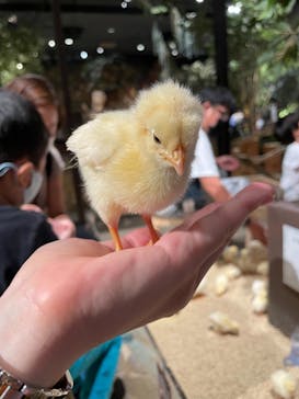 Moff animal world MARK IS みなとみらい店に投稿された画像（2021/9/15）