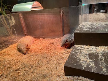 Moff animal world MARK IS みなとみらい店に投稿された画像（2021/9/15）