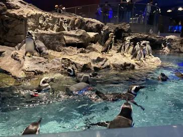 すみだ水族館に投稿された画像（2021/9/15）