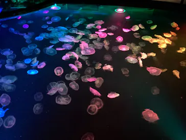 すみだ水族館に投稿された画像（2021/9/15）