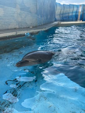 新江ノ島水族館に投稿された画像（2021/9/15）