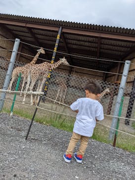 秋吉台自然動物公園 サファリランドに投稿された画像（2021/9/16）