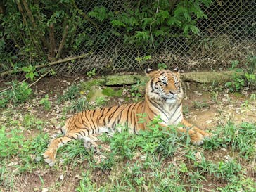秋吉台自然動物公園 サファリランドに投稿された画像（2021/9/16）