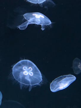 サンシャイン水族館に投稿された画像（2021/9/16）