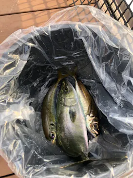 横浜・八景島シーパラダイスに投稿された画像（2021/9/16）