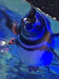 すみだ水族館に投稿された画像（2021/9/16）