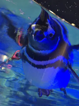 すみだ水族館に投稿された画像（2021/9/16）