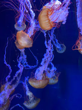すみだ水族館に投稿された画像（2021/9/16）